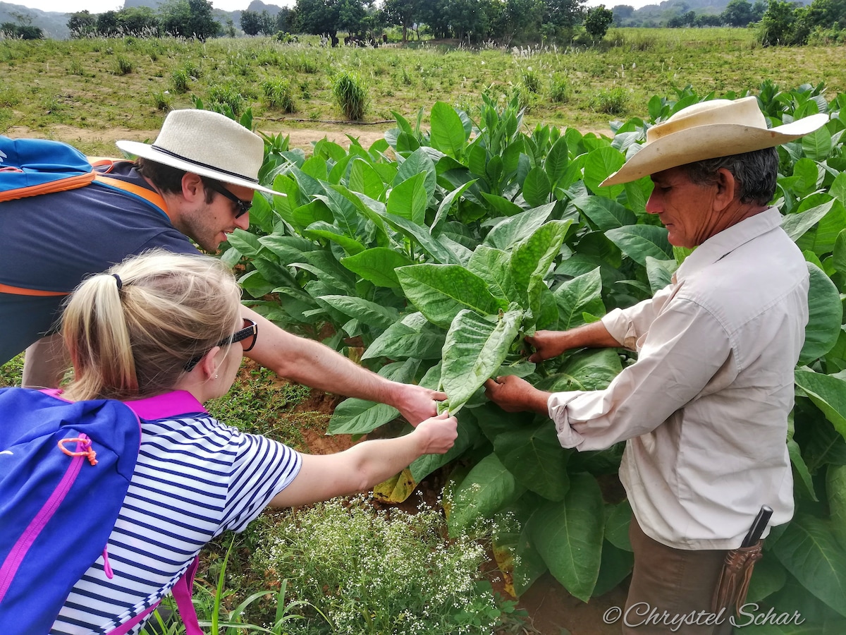 Discover Viñales and enjoy a Cuban meal