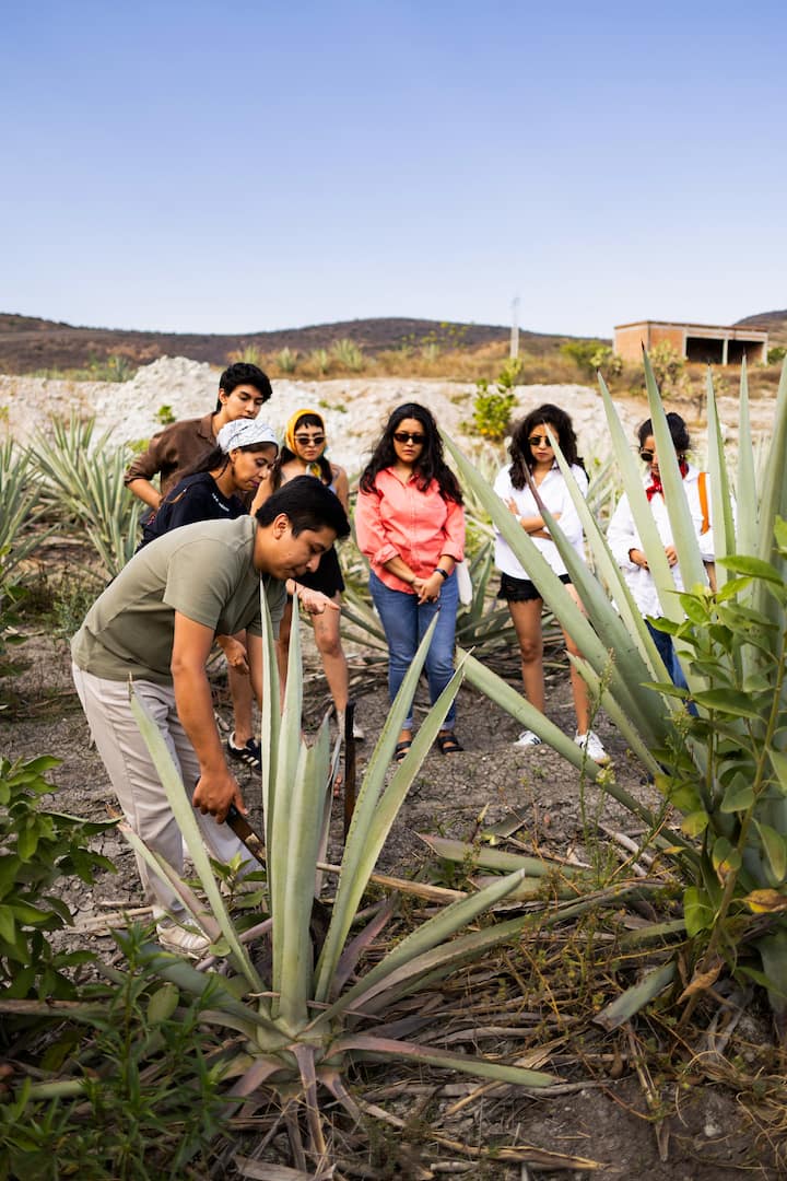 ერთი დღე მესკალის სამყაროში
