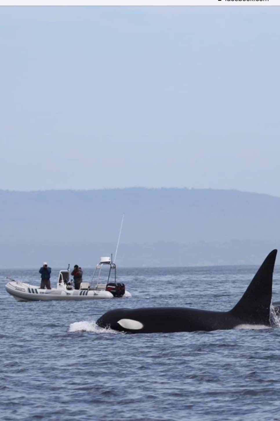 Experience whale watching with a Naturalist