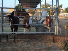 Conoce a los caballos miniatura y de los fiordos