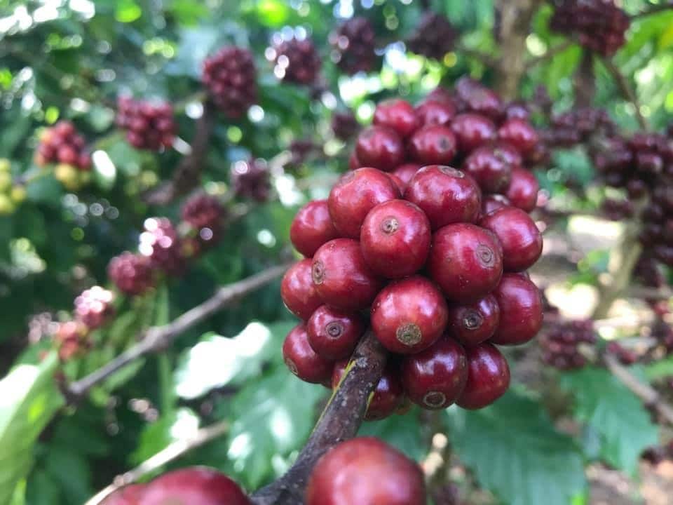 Discover Specialty Coffee with Sustainable Farmers