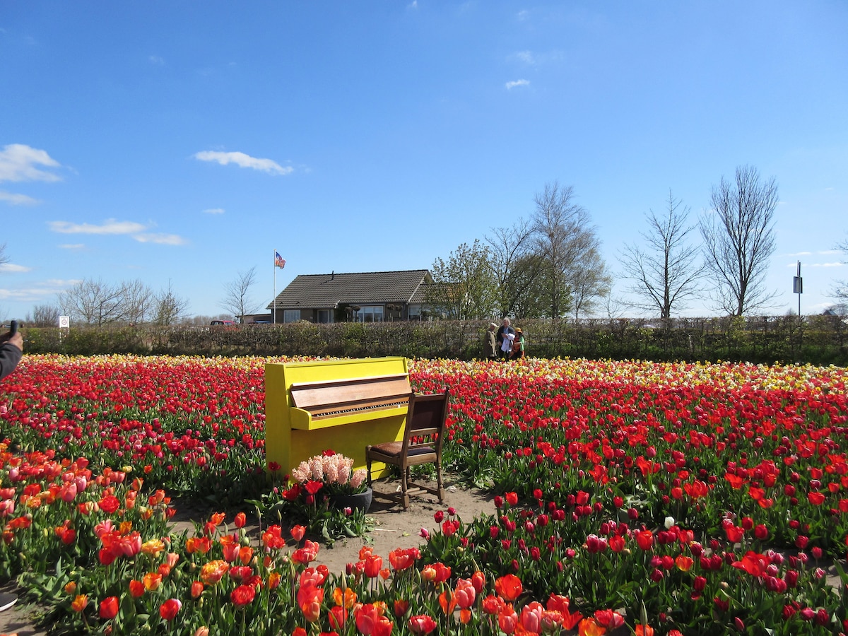 Keukenhof und Tulpenfelder ab Amsterdam