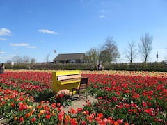 Jardines de Keukenhof y campos de tulipanes desde Ámsterdam