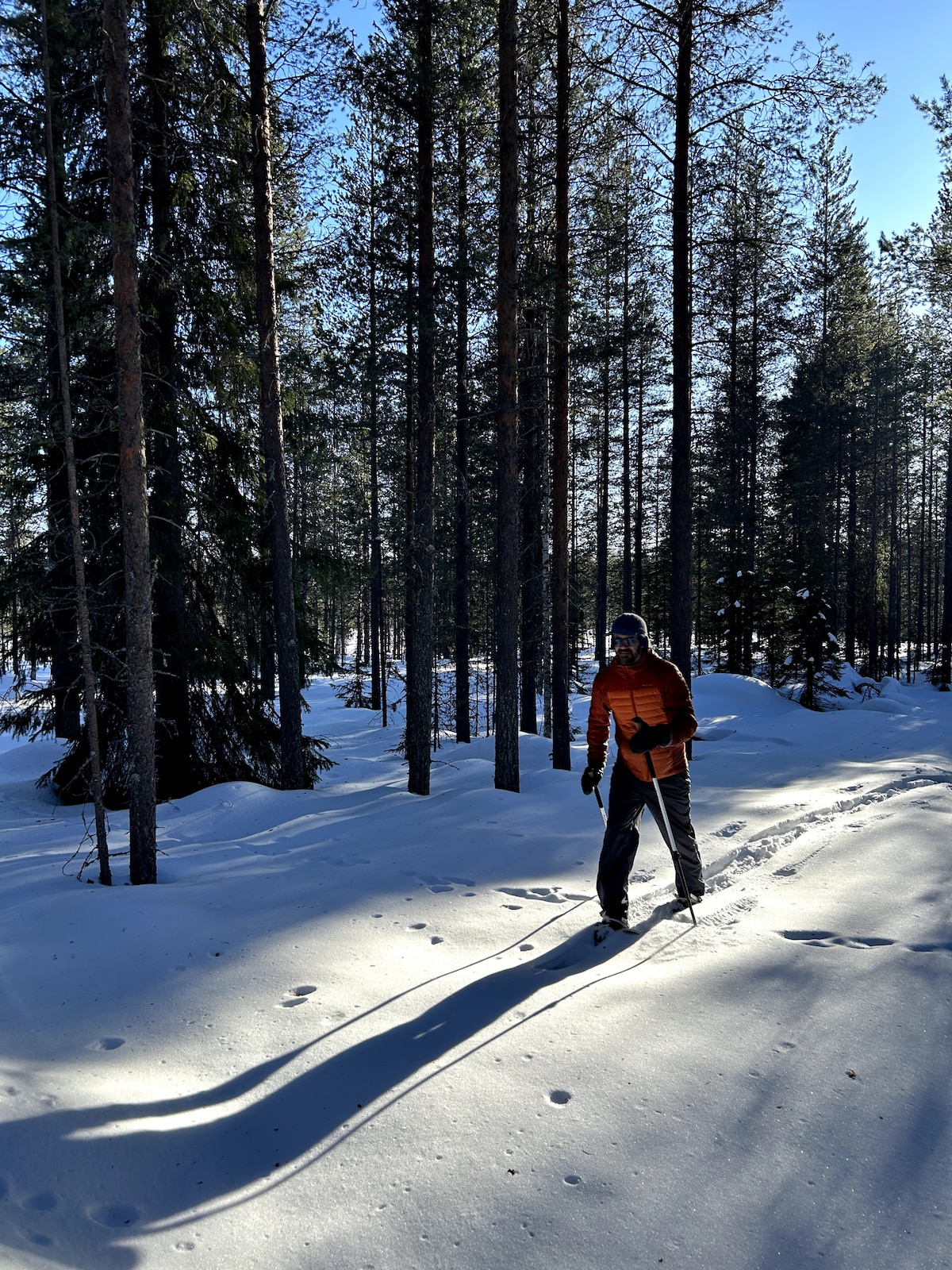 Skiing within the solitude of the Arctic forests