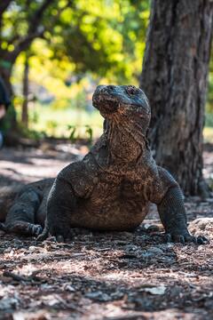 Private & Shared Komodo Tour – 6 Destinations