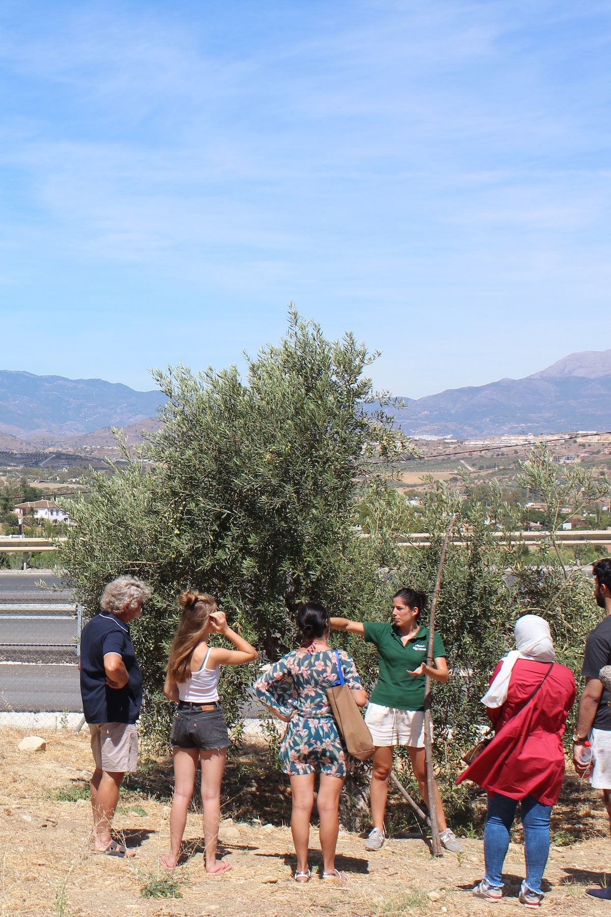 Explore olive oil production