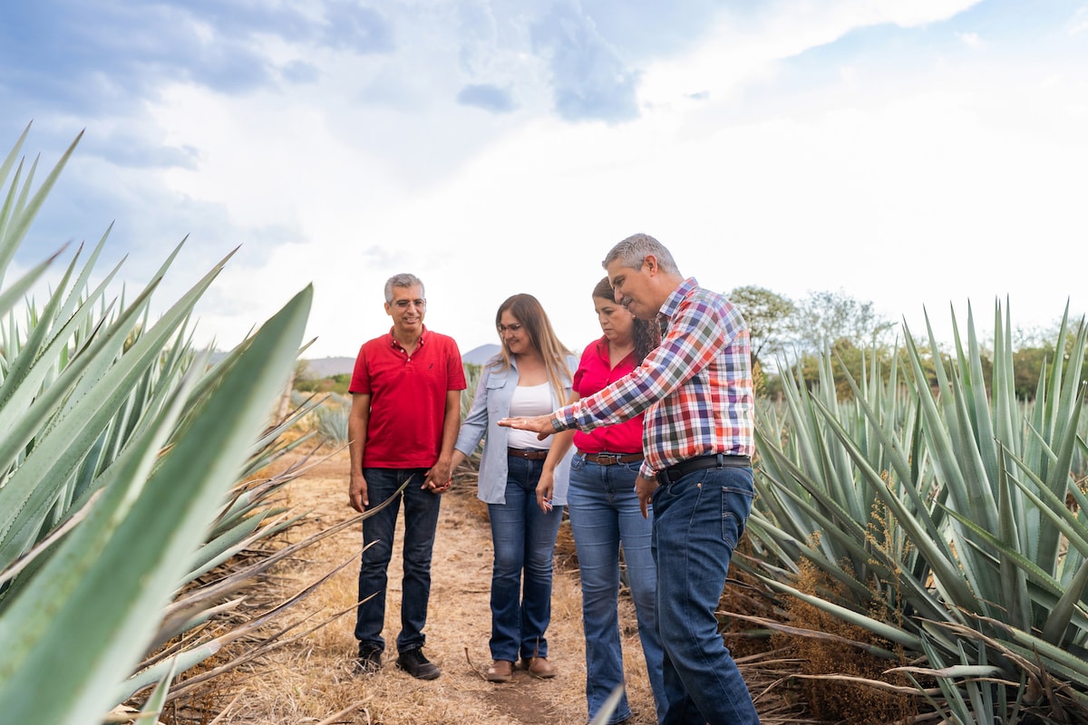 Discover Tequila: Culture & Flavour