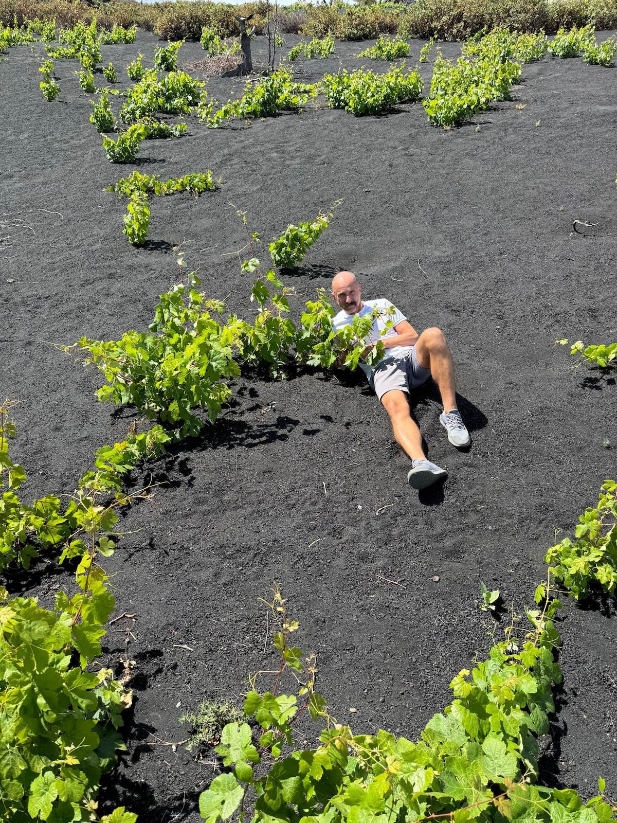 Taste Canary Wines in Santa Cruz de La Palma