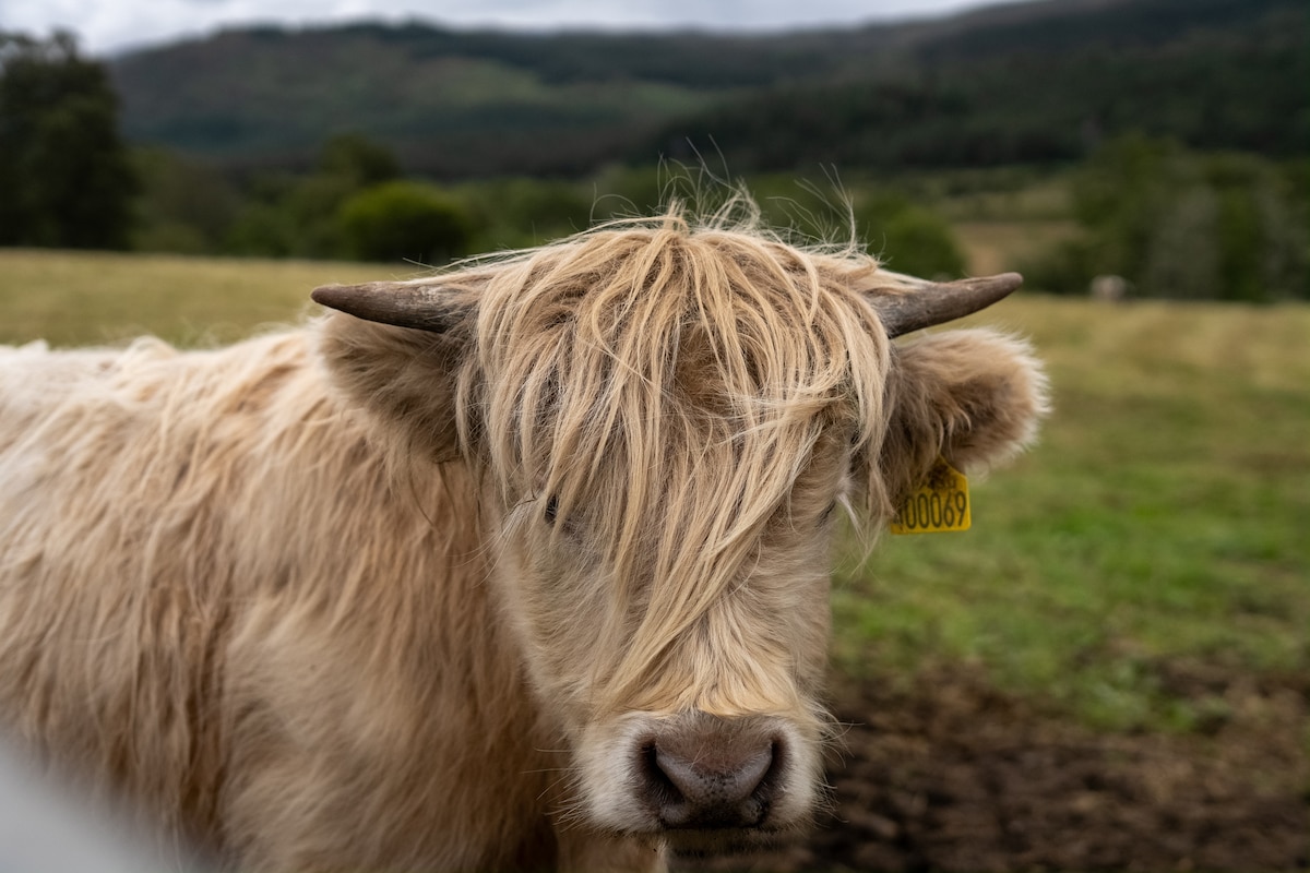 Highland Cow Hike in Edinburgh