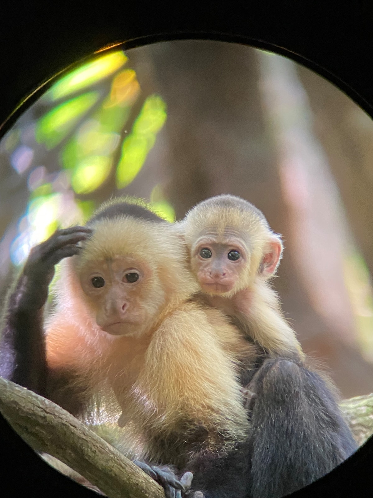 Explore wildlife and waterfalls in the rainforest