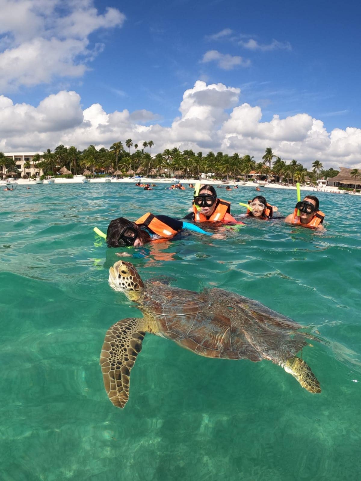 Snorkel with Akumal Bay turtles