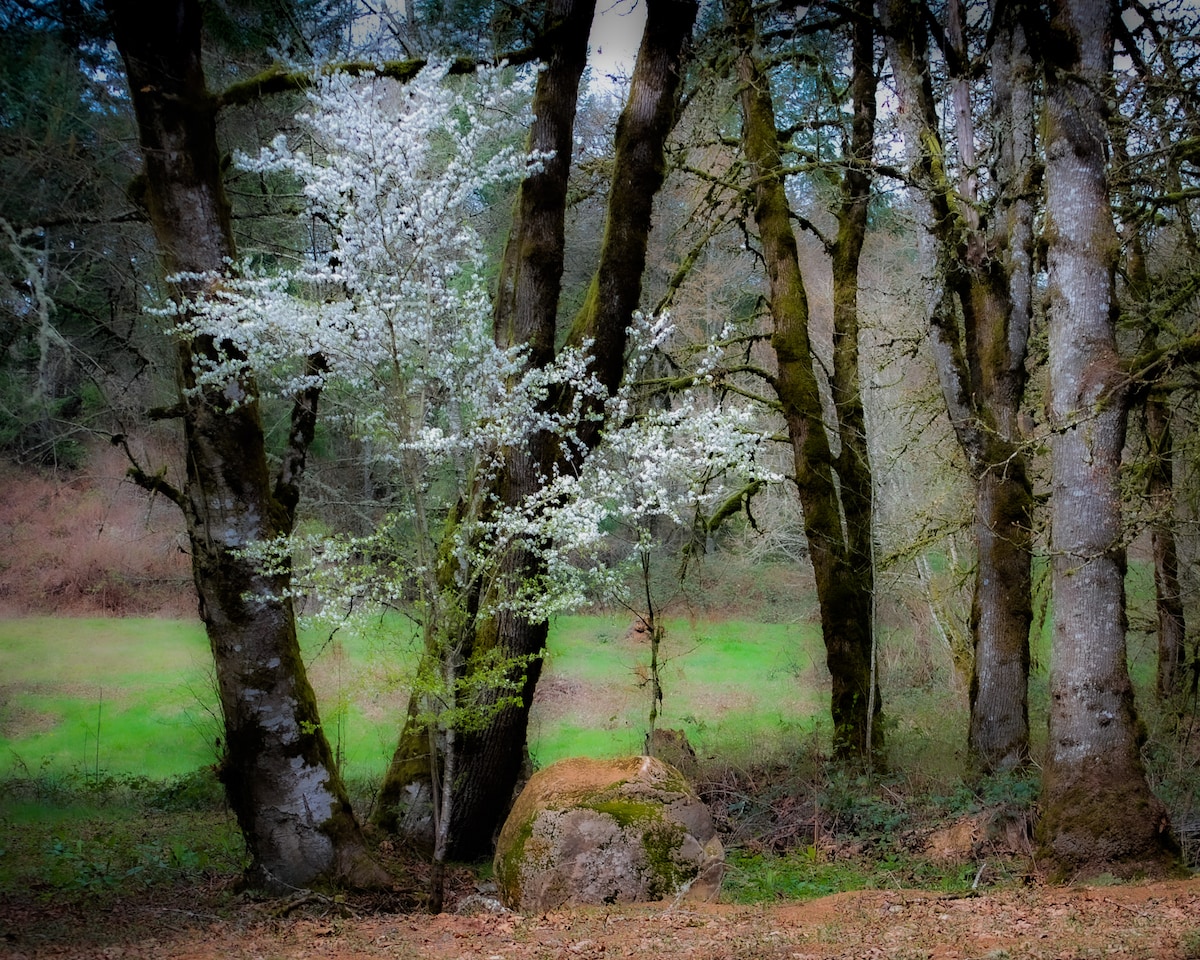 Hike, Explore, Taste: Dundee Hills on Foot
