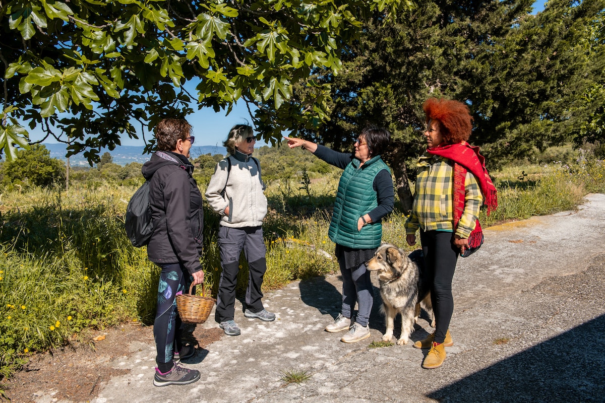 Discover vineyards and taste cava