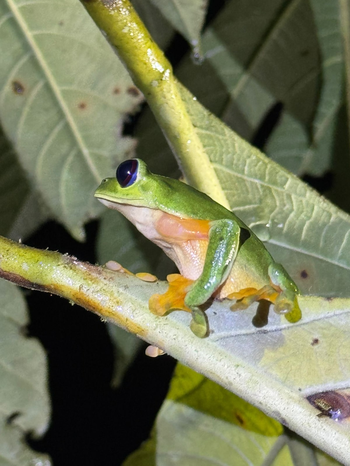 Take a trip through the jungle by night