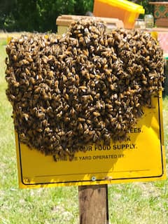 A Day in the Hive
