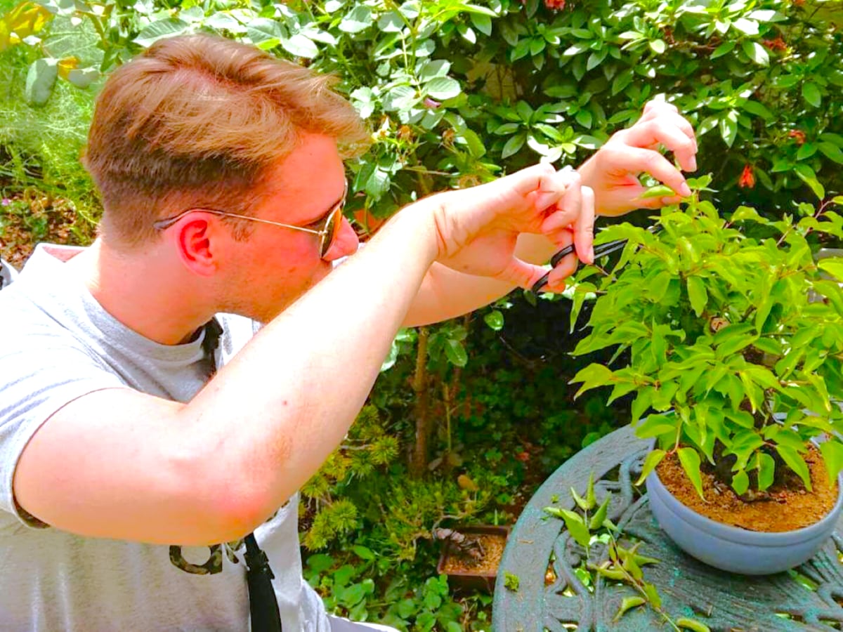 Bonsai Tour & Experience at the Sacred Bonsai City