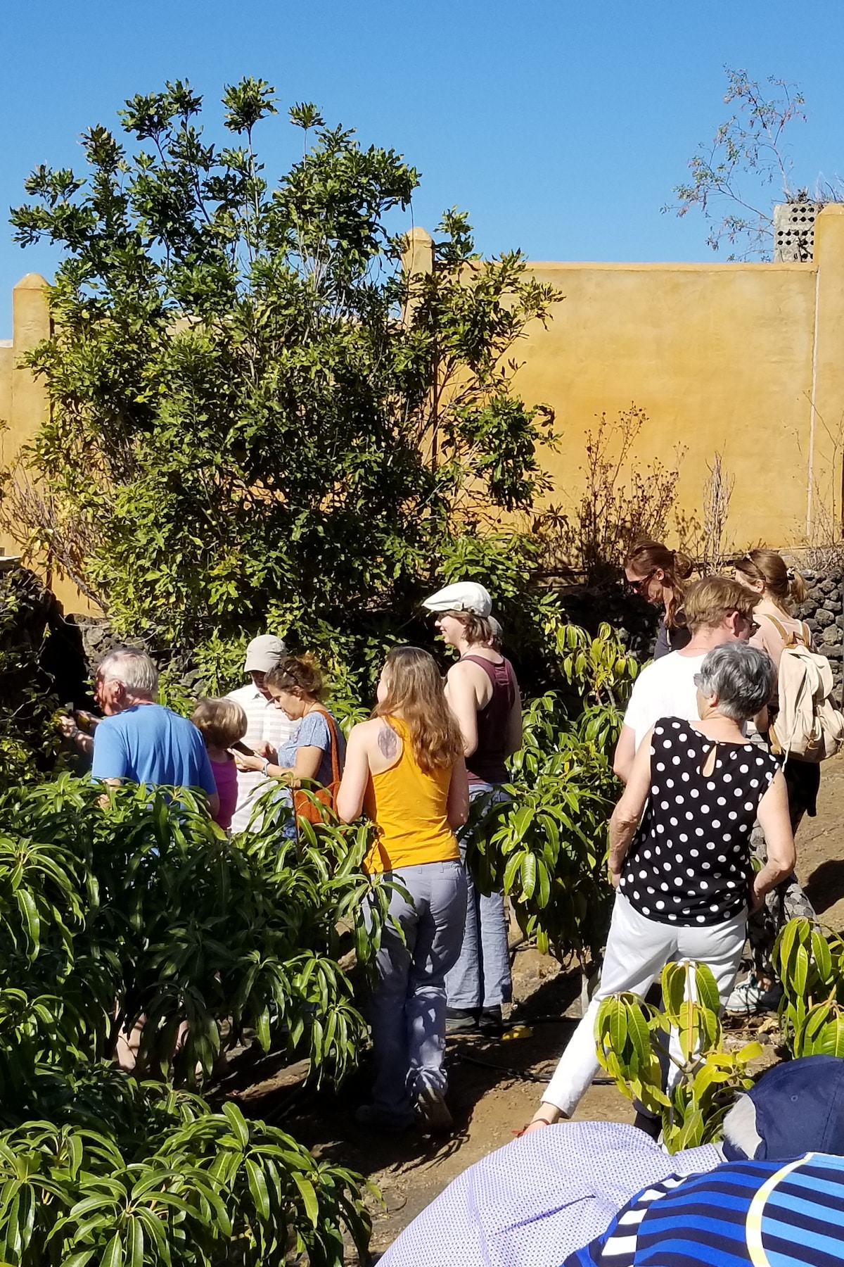 slow food among tropical trees