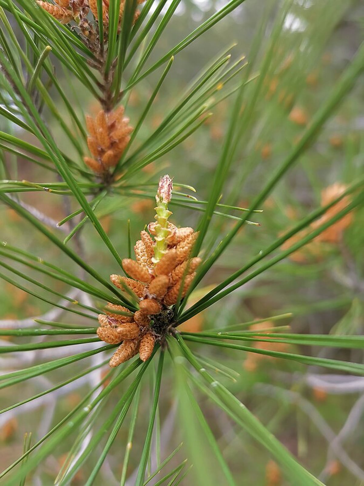Capture the beauty of Sierra Calderona