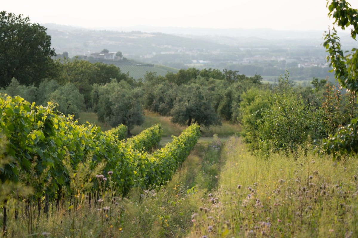 Дегустация на вино с Aperitivo in the Vineyard