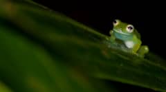 Adéntrate en los misterios más profundos y oscuros de la selva