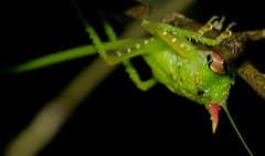 Adéntrate en los misterios más profundos y oscuros de la selva