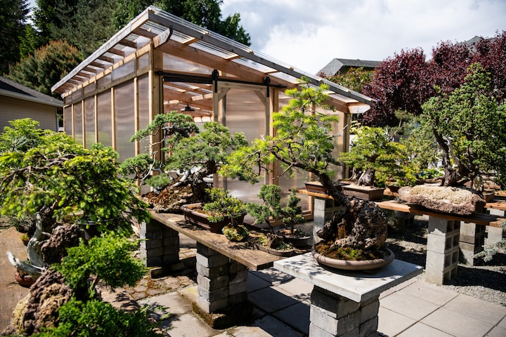 Visit a bonsai garden and start crafting your own  5.0