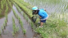 Cosecha de verduras de temporada en Japón