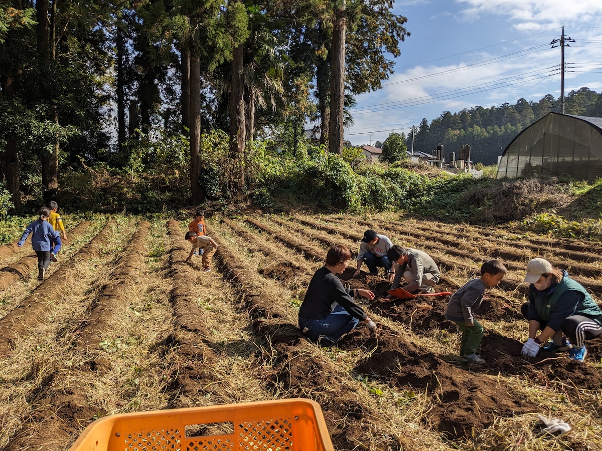 Harvest seasonal vegetables in Japan