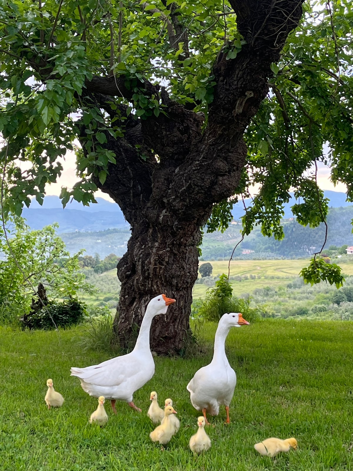 Taste wine, olive oil, and cheese at organic farm