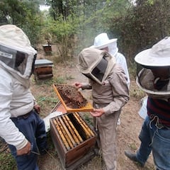 与蜜蜂一起工作并参观我的养蜂场