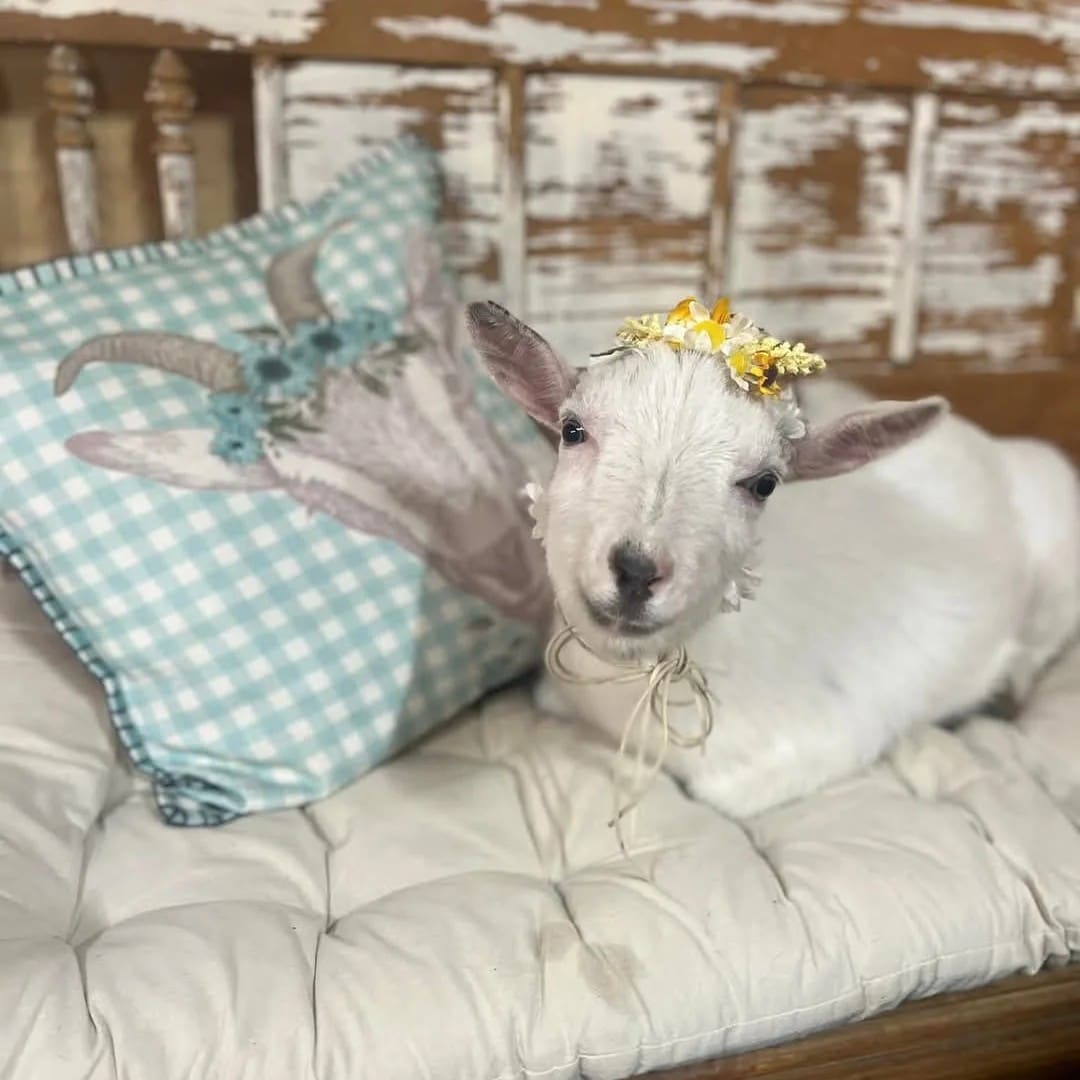 Farm Fun at Magic Acres – Goats, Donkeys & Picnics