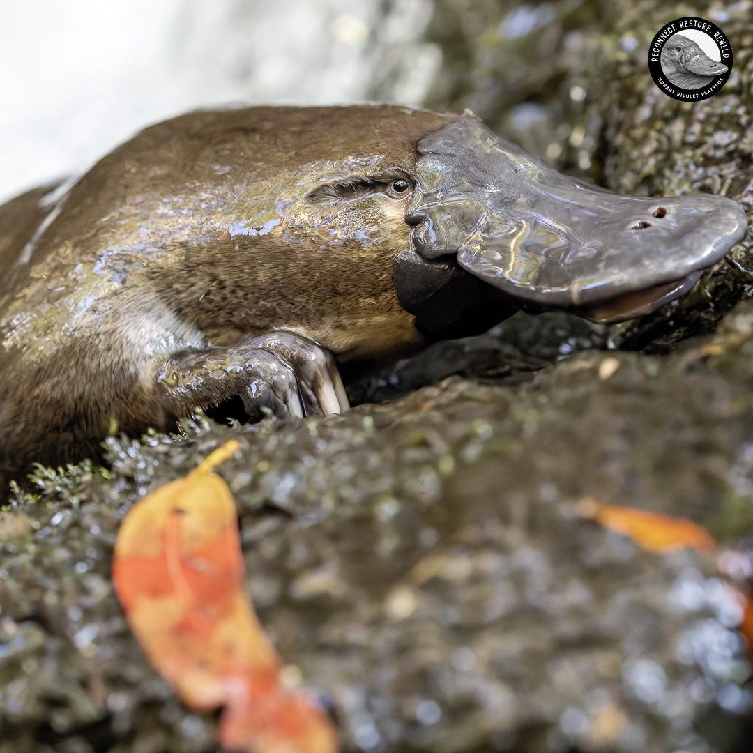 The Secret World of Hobart Rivulet Platypus