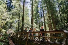 The Redwoods of Marin and Mount Tamalpais