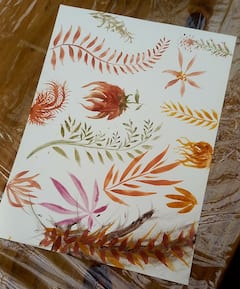 用帕拉蒂的土壤和植物制作天然颜料