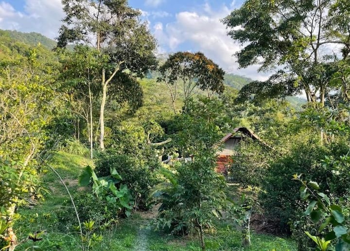 Del campo a la taza: haz café con un productor local