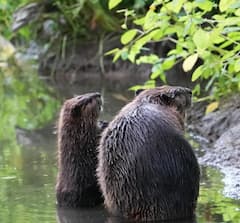 Track urban beavers with a wildlife specialist