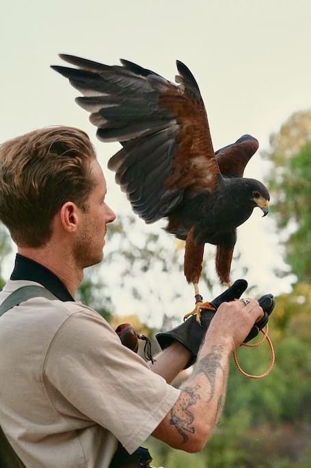 Fly falcons, hawks, and owls with Hawk on Hand