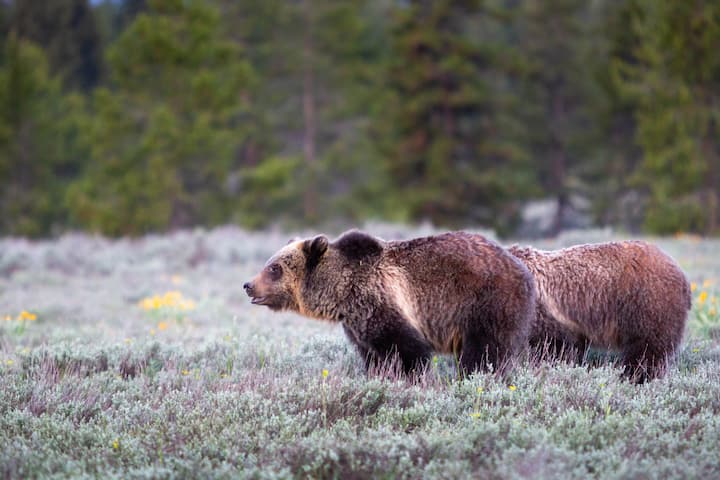 Wildlife Tours in Jackson Hole