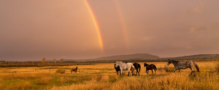 Wildlife Tours in Jackson Hole