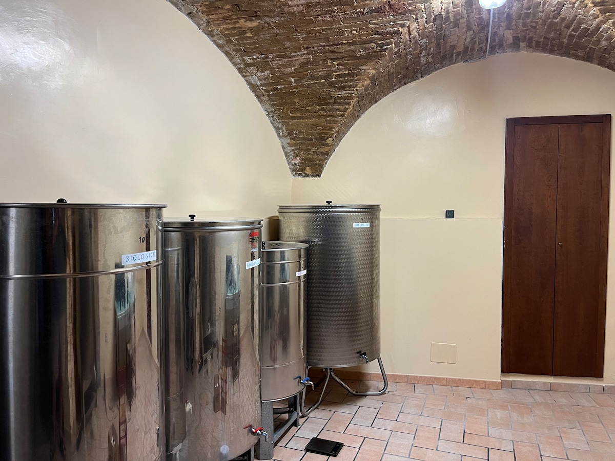 Discover Trevi oil: olive groves, oil mill, and tasting