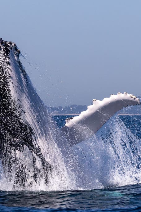 Whale watching with nature lovers