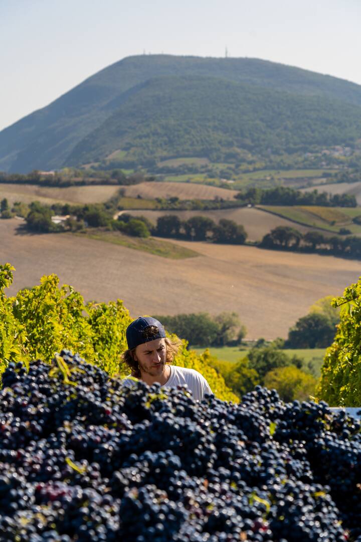 Tour del vino de almendras