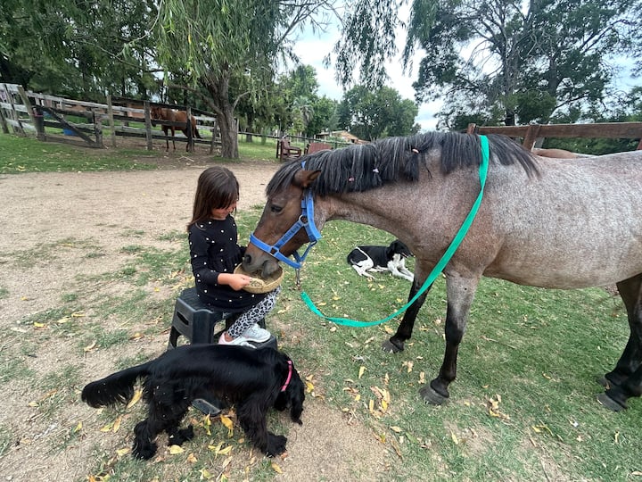 Езда – малки групи и уроци по езда
