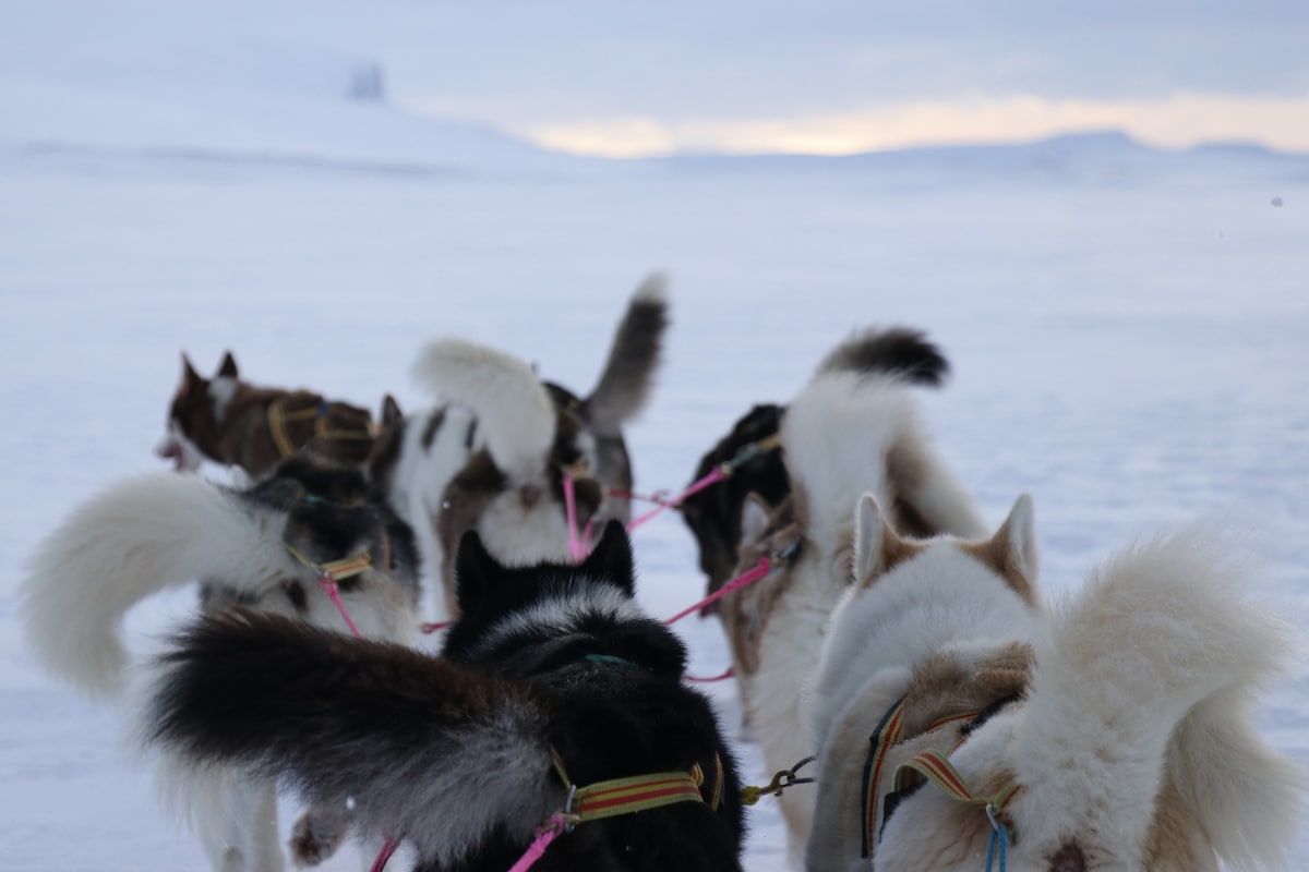 Drive a dog sled, far away from mass tourism