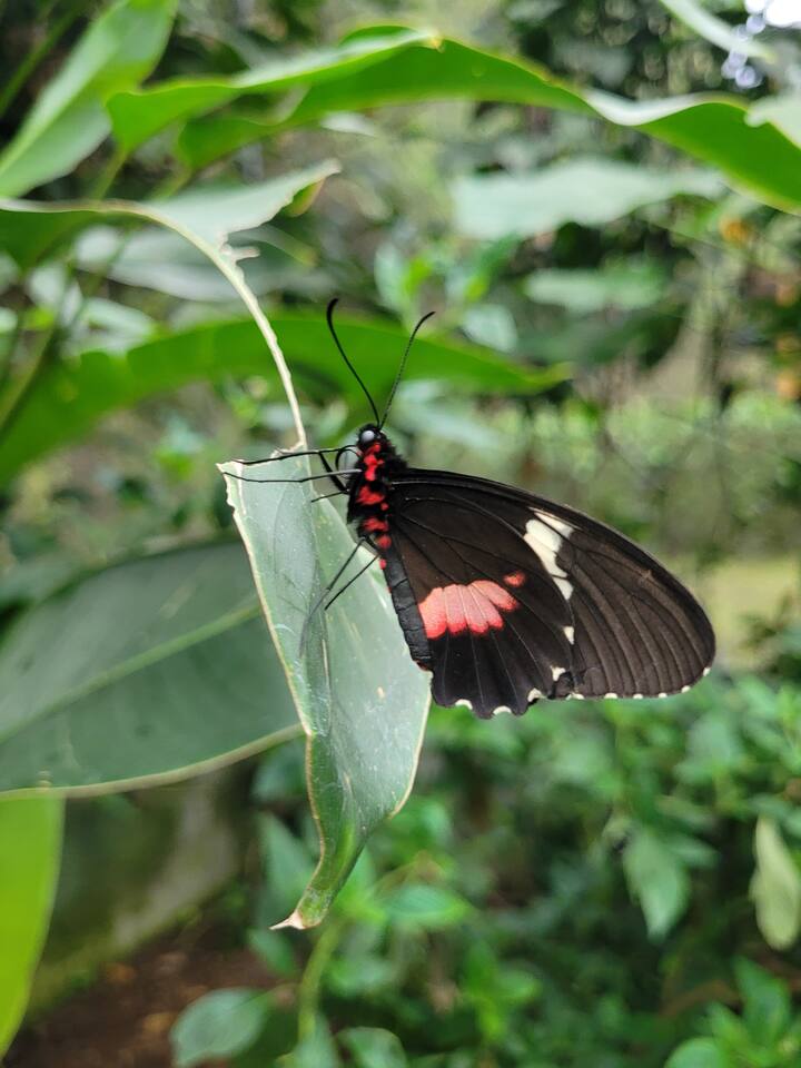 Mindo: Maporomoko ya maji, Ndege na Vipepeo kwa Siku Nzima