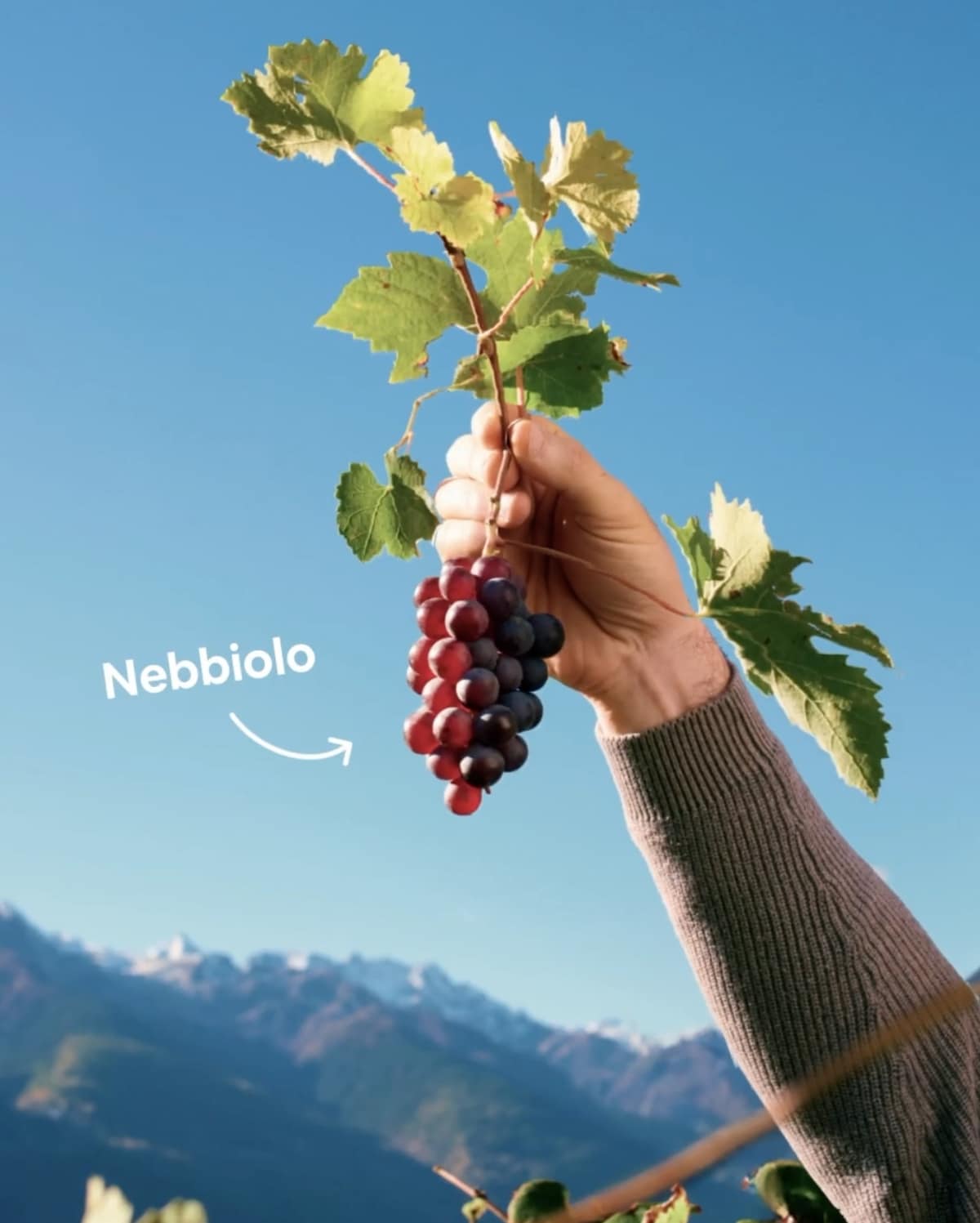 Step into alpine wine heritage: a family story