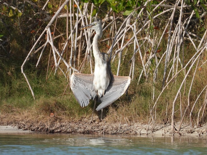 Jioni katika Kayak katika Maziwa ya Sian Ka'an