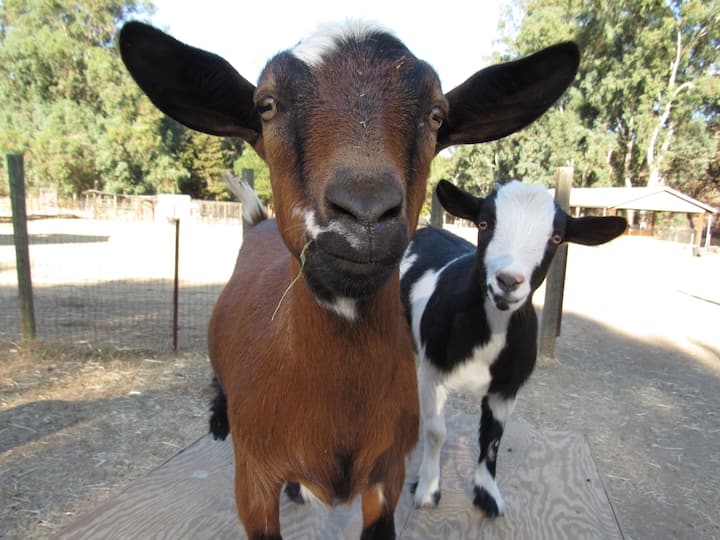 გაეცანით ბედნიერ ცხოველებს თავშესაფარში