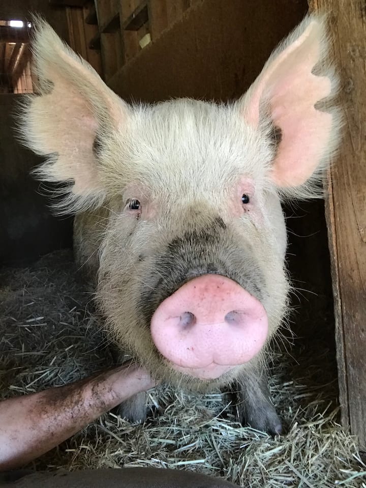 გაეცანით ბედნიერ ცხოველებს თავშესაფარში