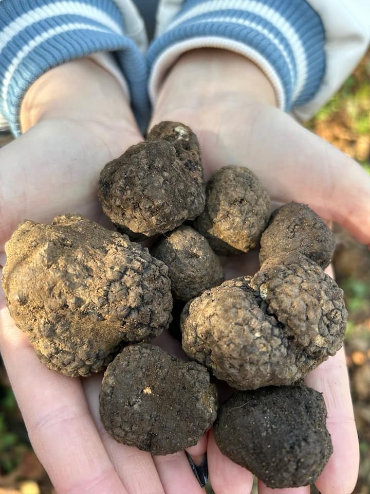 Zoek truffels in de bossen van Palermo